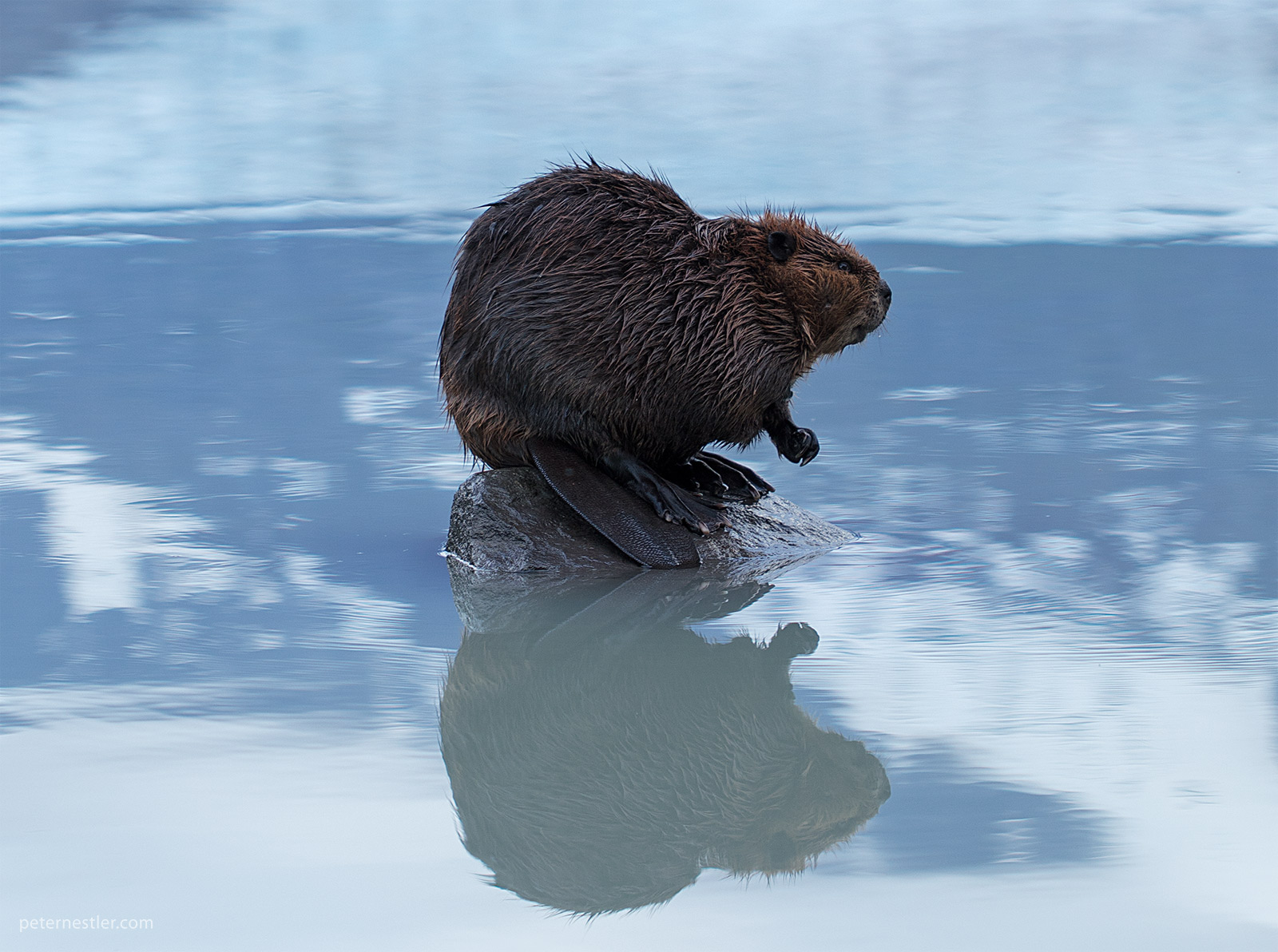 Alaskan Beaver - juneau wildlife