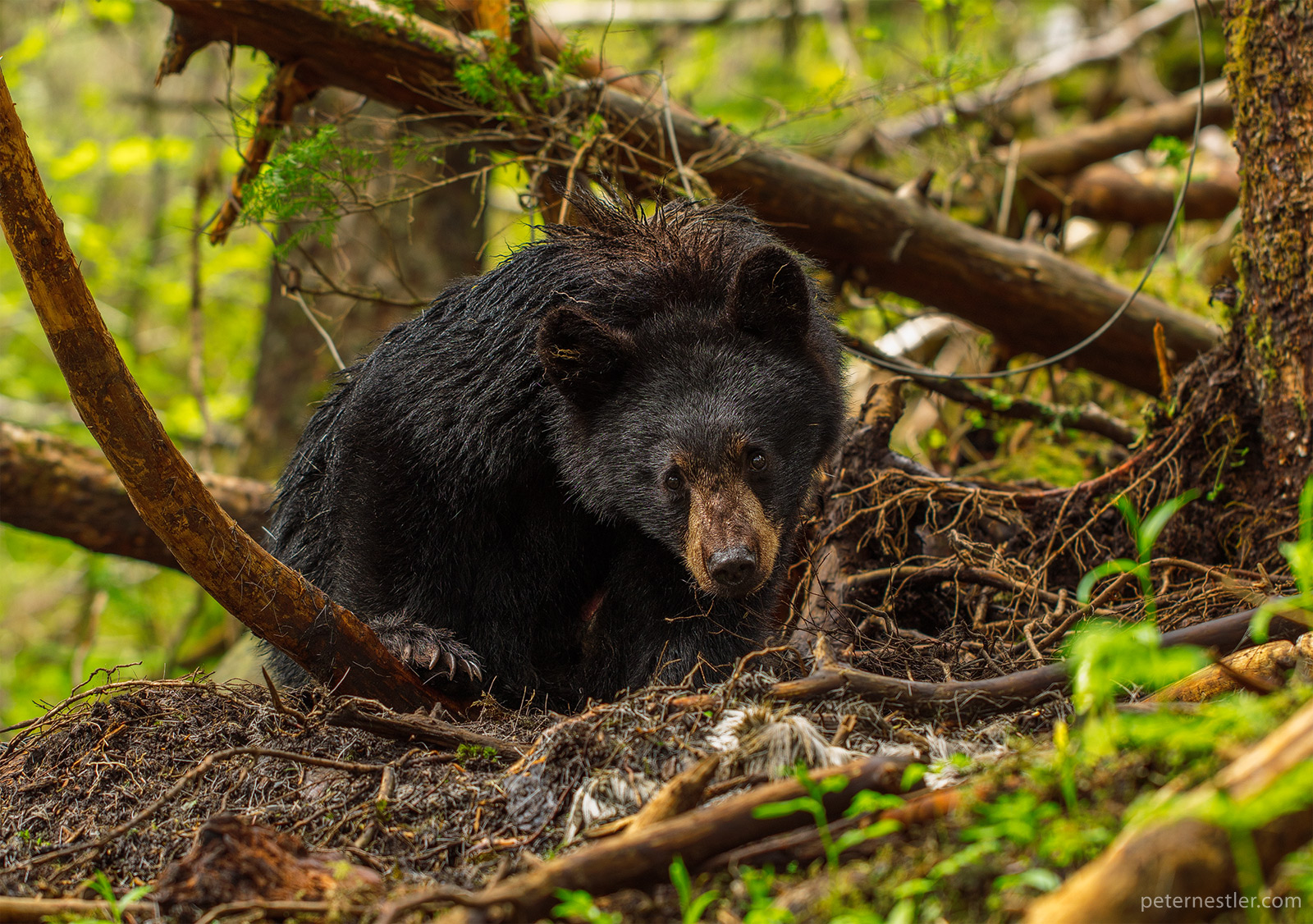 Alaska Black Bear