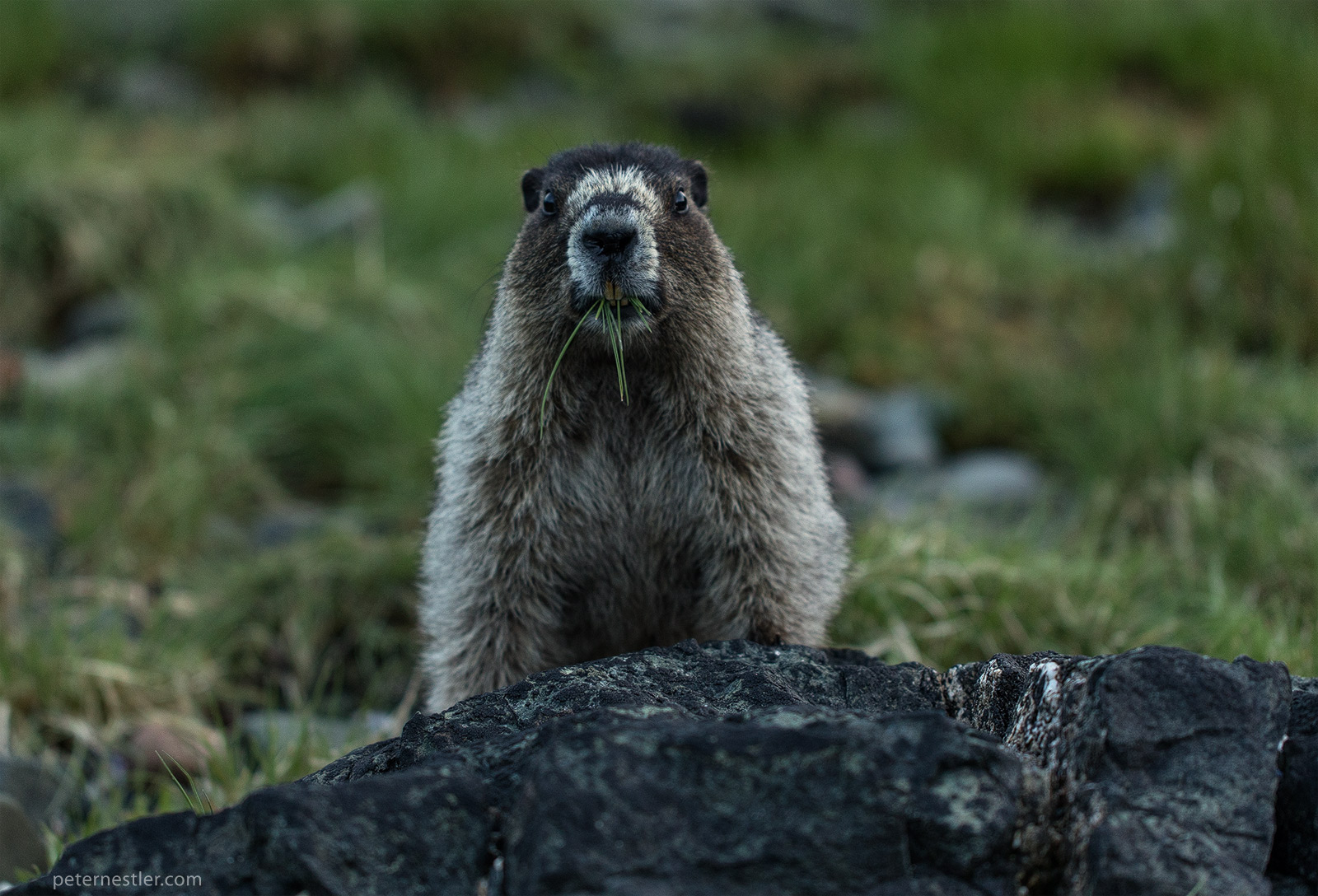 marmot