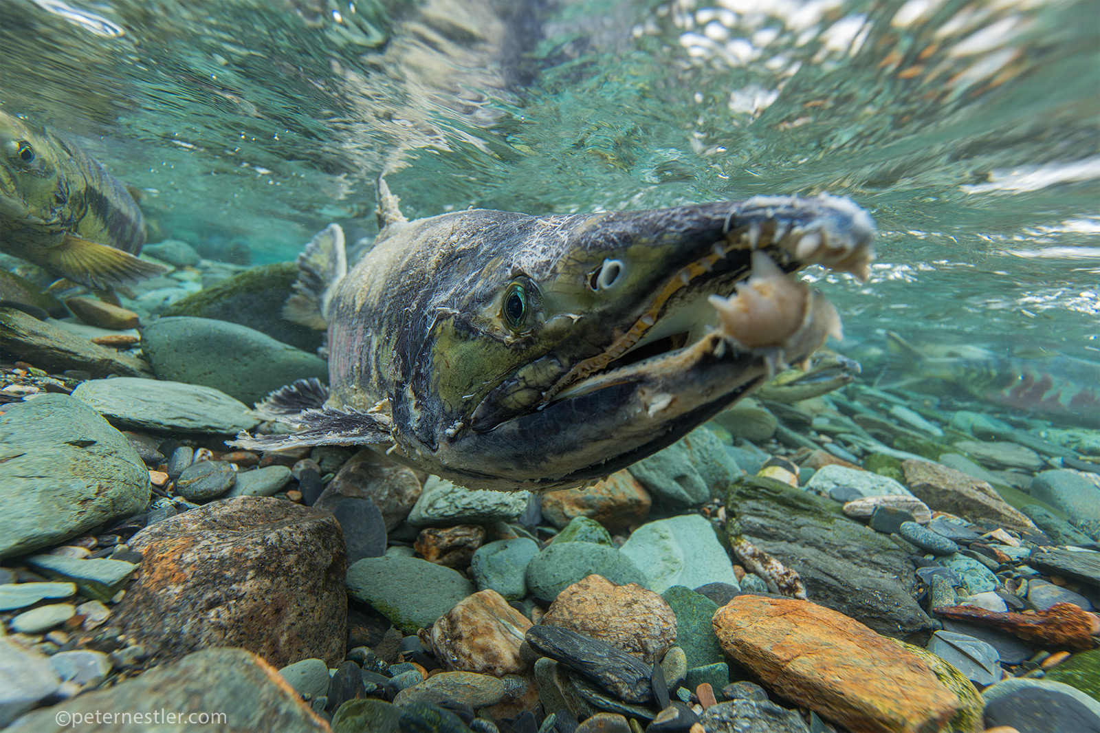 Alaskan Salmon