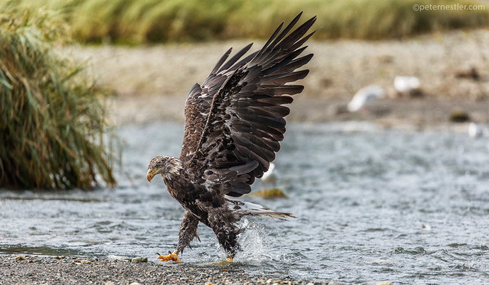 Bald Eagle - common wildlife in Juneau